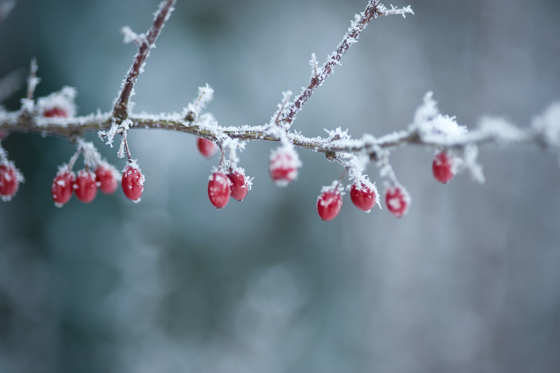 Marjoja huurteisilla oksilla